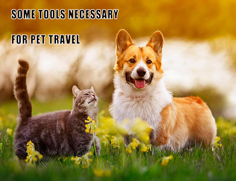 Algunas herramientas necesarias para el viaje de mascotas